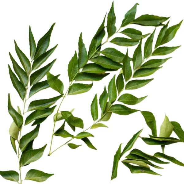Curry Leaves (Fresh Pack) Curry Leaves (Fresh Pack)