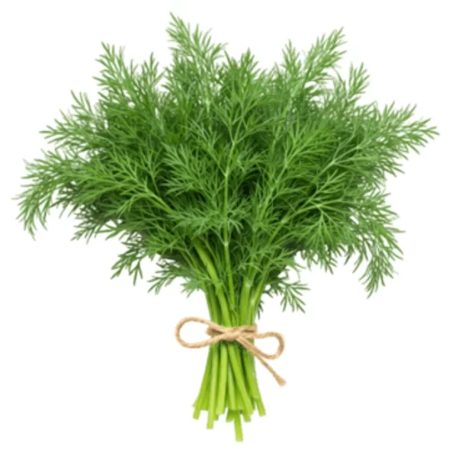 Dill
