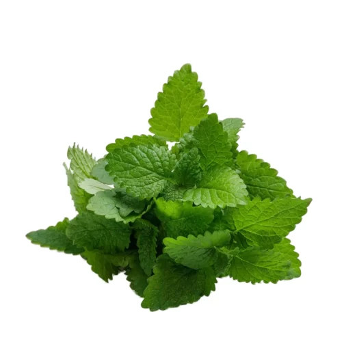 Mint Leaves